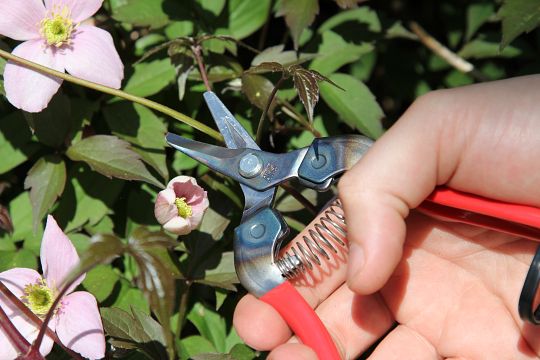 Harvesting shears