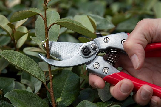 Pruning shears